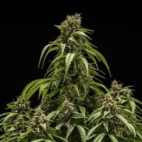 Royal Queen Seeds - Orion F1 Auto - 3 Stk feminisiert