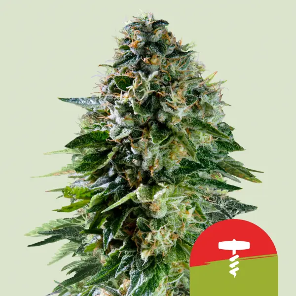 Royal Queen Seeds Tyson 2.0 - Corkscrew Auto - 3 Stk feminisiert