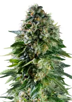 Royal Queen Seeds Tyson 2.0 - Corkscrew Auto - 3 Stk...