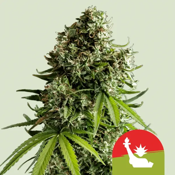 Royal Queen Seeds Tyson 2.0 - NYC Sour D Auto - 3 Stk feminisiert