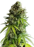 Royal Queen Seeds Tyson 2.0 - NYC Sour D Auto - 3 Stk feminisiert
