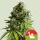 Royal Queen Seeds Tyson 2.0 - NYC Sour D Auto - 3 Stk feminisiert