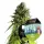 Royal Queen Seeds Tyson 2.0 - NYC Sour D Auto - 3 Stk feminisiert