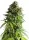 Royal Queen Seeds Tyson 2.0 - NYC Sour D Auto - 3 Stk feminisiert
