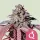 Royal Queen Seeds - Purple Queen - 3 Stk feminisiert