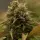 Royal Queen Seeds - Purple Queen - 3 Stk feminisiert