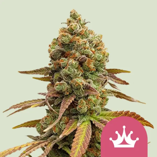 Royal Queen Seeds - Special Queen #1 - 3 Stk feminisiert