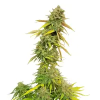 Royal Queen Seeds - Special Queen #1 - 3 Stk feminisiert