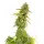 Royal Queen Seeds - Special Queen #1 - 3 Stk feminisiert