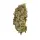 Royal Queen Seeds - Special Queen #1 - 3 Stk feminisiert
