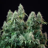 Royal Queen Seeds - Amnesia Haze Auto - 3 Stk feminisiert