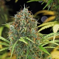 Royal Queen Seeds - Amnesia Haze Auto - 3 Stk feminisiert