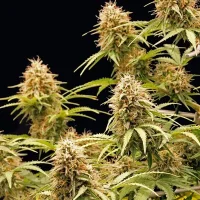 Royal Queen Seeds - Amnesia Haze Auto - 3 Stk feminisiert