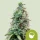 Royal Queen Seeds - Amnesia Haze Auto - 3 Stk feminisiert