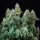 Royal Queen Seeds - Amnesia Haze Auto - 3 Stk feminisiert