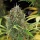 Royal Queen Seeds - Amnesia Haze Auto - 3 Stk feminisiert