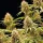 Royal Queen Seeds - Amnesia Haze Auto - 3 Stk feminisiert