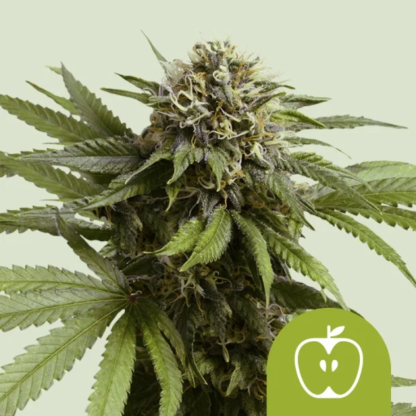Royal Queen Seeds - Apple Fritter Auto - 3 Stk feminisiert