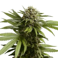 Royal Queen Seeds - Apple Fritter Auto - 3 Stk feminisiert