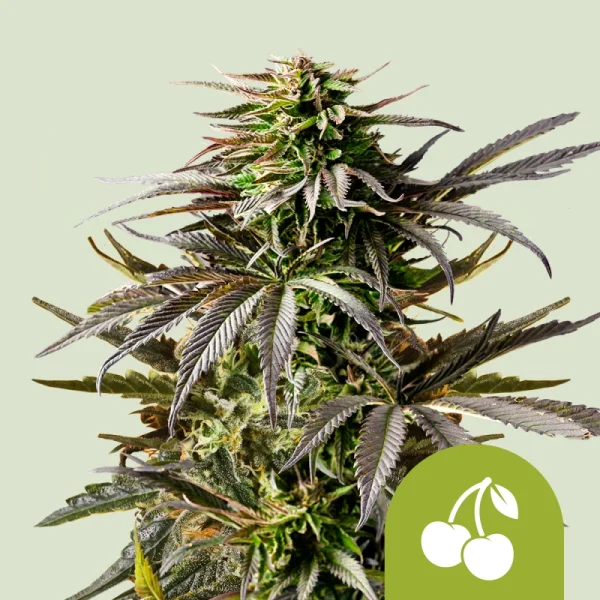 Royal Queen Seeds - Cherry Pie Auto - 3 Stk feminisiert