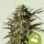 Royal Queen Seeds - Cherry Pie Auto - 3 Stk feminisiert