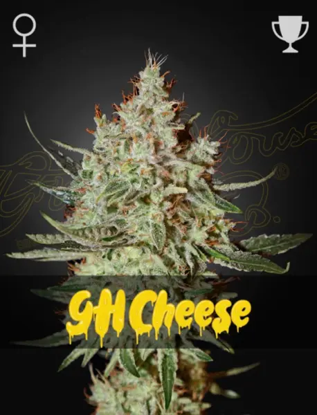 Green House Seed Co. - GH Cheese - 3 Stk feminisiert