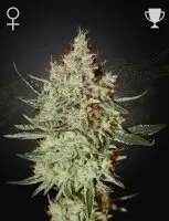 Green House Seed Co. - GH Cheese - 3 Stk feminisiert