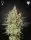 Green House Seed Co. - GH Cheese - 3 Stk feminisiert