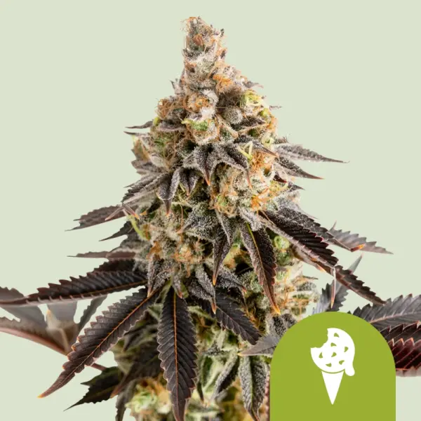 Royal Queen Seeds - Cookies Gelato Auto - 3 Stk feminisiert
