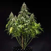 Royal Queen Seeds - Cookies Gelato Auto - 3 Stk feminisiert