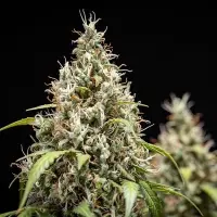 Royal Queen Seeds - Cookies Gelato Auto - 3 Stk feminisiert