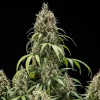 Royal Queen Seeds - Cookies Gelato Auto - 3 Stk feminisiert