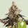 Royal Queen Seeds - Cookies Gelato Auto - 3 Stk feminisiert