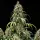 Royal Queen Seeds - Cookies Gelato Auto - 3 Stk feminisiert