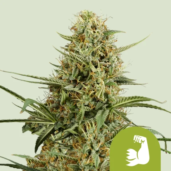 Royal Queen Seeds - HulkBerry Auto - 3 Stk feminisiert