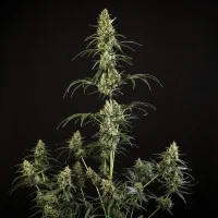 Royal Queen Seeds - HulkBerry Auto - 3 Stk feminisiert