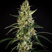 Royal Queen Seeds - HulkBerry Auto - 3 Stk feminisiert