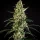 Royal Queen Seeds - HulkBerry Auto - 3 Stk feminisiert