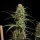 Royal Queen Seeds - HulkBerry Auto - 3 Stk feminisiert
