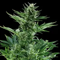 Royal Queen Seeds - Quick One Auto - 3 Stk feminisiert
