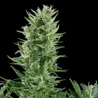 Royal Queen Seeds - Quick One Auto - 3 Stk feminisiert