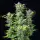 Royal Queen Seeds - Quick One Auto - 3 Stk feminisiert