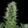 Royal Queen Seeds - Quick One Auto - 3 Stk feminisiert