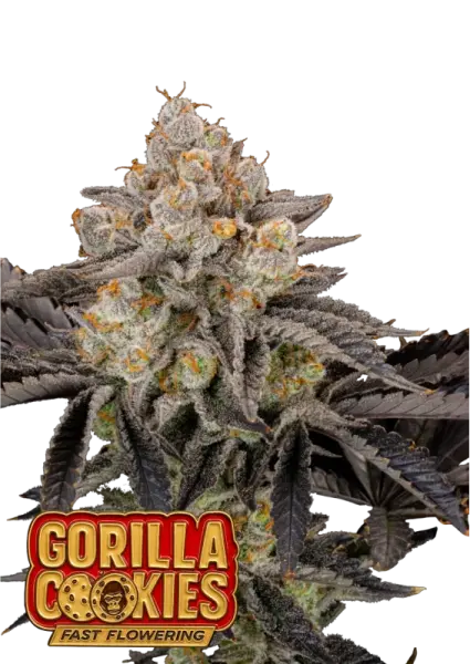 420 Fast Buds - Gorilla Cookies FF - Fastflowering 3 Stk feminisiert