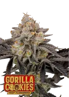 420 Fast Buds - Gorilla Cookies FF - Fastflowering 3 Stk...