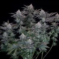 420 Fast Buds - Gorilla Cookies FF - Fastflowering 3 Stk feminisiert