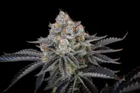 420 Fast Buds - Gorilla Cookies FF - Fastflowering 3 Stk feminisiert