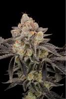 420 Fast Buds - Gorilla Cookies FF - Fastflowering 3 Stk feminisiert