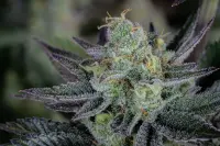 420 Fast Buds - Gorilla Cookies FF - Fastflowering 3 Stk feminisiert