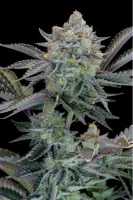420 Fast Buds - Gorilla Cookies FF - Fastflowering 3 Stk feminisiert